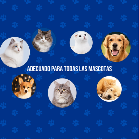 NexoFeliz / Fortalece el amor con tu mascota